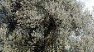 La cura dell’oliveto salentino