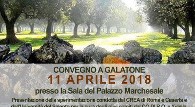 Pace tra gli olivi: cura e salvataggio degli uliveti. Convegno.